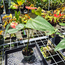 Load image into Gallery viewer, Anthurium Shibori Koi "orange speckled" exact plant, Fedex 2day*
