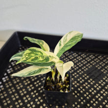Load image into Gallery viewer, Rhaphidophora Lobbii Variegated exact plant, Fedex 2day*
