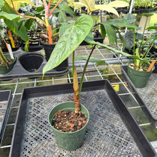 Load image into Gallery viewer, Philodendron Sodiroi True Form exact plant, Fedex 2day*
