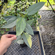 Load image into Gallery viewer, Philodendron Hastatum Silver Sword, Exact Plant Variegated Ships Nationwide
