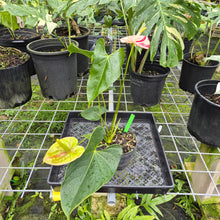 Load image into Gallery viewer, Anthurium Shibori, Exact Plant Variegated
