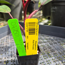 Load image into Gallery viewer, Philodendron Pink Princess, Exact Plant Variegated Ships Nationwide
