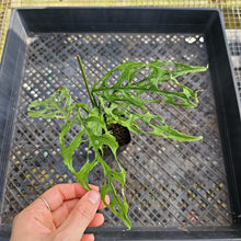 Load image into Gallery viewer, Monstera Obliqua Peru, Exact Plant Ships Nationwide
