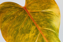 Load image into Gallery viewer, Philodendron Orange Marmalade, exact plant, ships nationwide
