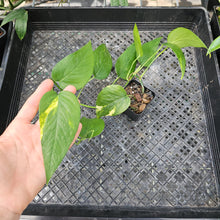 Load image into Gallery viewer, Epipremnum Pinnatum Yellow Flame, Exact Plant Variegated Ships Nationwide

