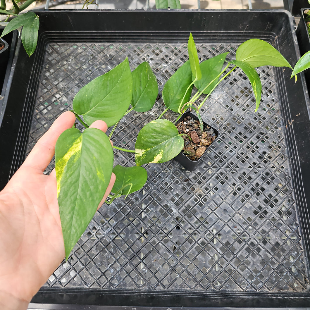 Epipremnum Pinnatum Yellow Flame, Exact Plant Variegated Ships Nationwide