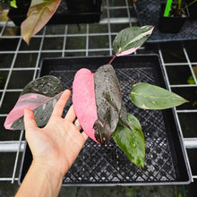 Load image into Gallery viewer, Philodendron Pink Princess Galaxy, Exact Plant Variegated
