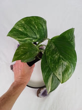 Load image into Gallery viewer, Monstera Lechleriana , Exact Plant Variegated Ships Nationwide
