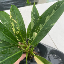 Load image into Gallery viewer, Philodendron Wend Imbe Variegated exact plant, Fedex 2day*
