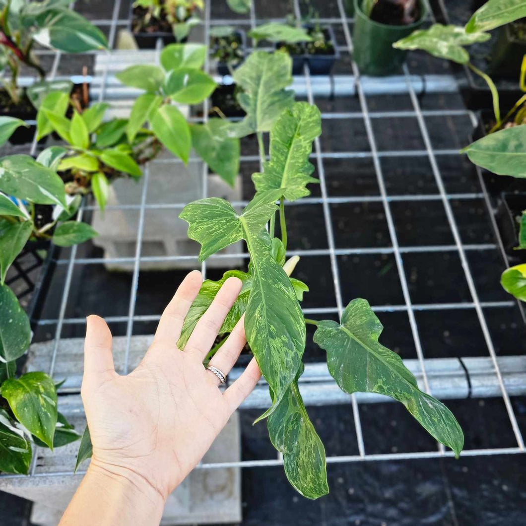 Philodendron Minarum 'Lime Fiddle', Exact Plant Ships Nationwide