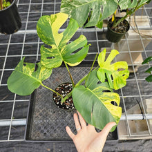 Load image into Gallery viewer, Monstera Borsigiana Aurea, Exact Plant Variegated Ships Nationwide
