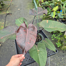 Load image into Gallery viewer, Philodendron Orange Princess Variegated exact plant, Fedex 2day*
