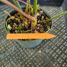 Load image into Gallery viewer, Anthurium Magnificum X Red Crystalinum exact plant, Fedex 2day*
