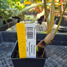 Load image into Gallery viewer, Philodendron Verrucosum Pseudoverrucosum Croat , Exact Plant Ships Nationwide
