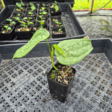 Load image into Gallery viewer, Anthurium Sp. Limon, Exact Plant Ships Nationwide
