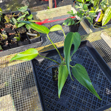 Load image into Gallery viewer, Monstera Burle Marx Flame, Exact Plant Ships Nationwide
