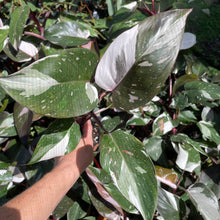 Load image into Gallery viewer, Philodendron Red Anderson Variegated 2.5" pot, Fedex 2day*
