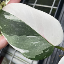 Load image into Gallery viewer, Philodendron White Princess Variegated exact plant, Fedex 2day*
