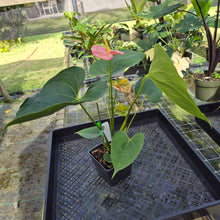 Load image into Gallery viewer, Anthurium Shibori, Exact Plant Variegated
