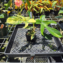 Load image into Gallery viewer, Philodendron Florida Beauty Variegated exact plant, Fedex 2day*
