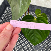 Load image into Gallery viewer, Anthurium Moodeanum x Veitchii, exact plant, Fedex 2day*
