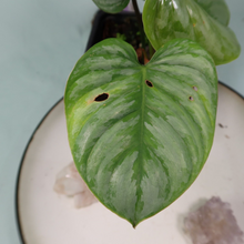 Load image into Gallery viewer, Philodendron Sodiroi True Form Shipped Nationwide
