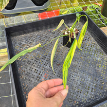 Load image into Gallery viewer, Philodendron Holtonianum Variegated, Exact Plant Ships Nationwide
