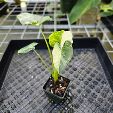 Load image into Gallery viewer, Alocasia Macrorhizza, Exact Plant Variegated
