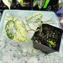 Load image into Gallery viewer, Scindapsus Peasun, Exact Plant Variegated Ships Nationwide
