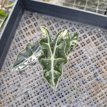 Load image into Gallery viewer, Alocasia nobilis pink Variegated Ships Nationwide
