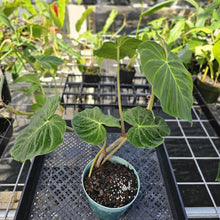 Load image into Gallery viewer, Philodendron Verrucosum Pseudoverrucosum Croat 6" pot, Fedex 2day
