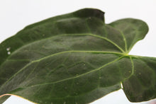 Load image into Gallery viewer, Anthurium Papillilaminum x Ace of Spades Exact Plant
