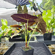 Load image into Gallery viewer, Alocasia Grandis, Exact Plant
