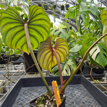 Load image into Gallery viewer, Philodendron Plowmanii, Exact Plant Ships Nationwide
