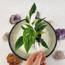 Load image into Gallery viewer, Philodendron White Princess Variegated 2.5&quot; starter pot, ships nationwide
