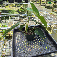 Load image into Gallery viewer, Philodendron Cordatum Kunth, Exact Plant

