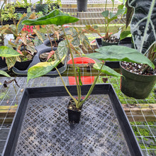Load image into Gallery viewer, Alocasia Macrorrhiza Schock Treatment, Exact Plant Variegated Ships Nationwide
