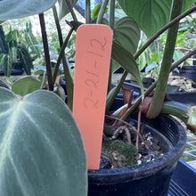Load image into Gallery viewer, Philodendron Gloriosum, Pink Veined Back, Exact Plant Large Multi pot

