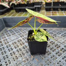 Load image into Gallery viewer, Alocasia Watsoniana Albo Pink variegated exact plant, Fedex 2day*

