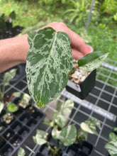 Load image into Gallery viewer, Monstera Bulbasaur variegated 2.5" pot 2DayAir
