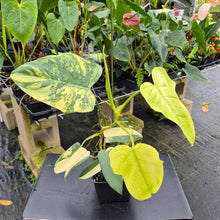 Load image into Gallery viewer, Philodendron Bipennifolium, Exact Plant Variegated Ships Nationwide

