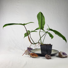 Load image into Gallery viewer, Philodendron 69686, Exact Plant
