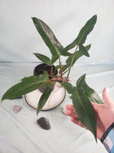 Load image into Gallery viewer, Mexicanum, Exact Plant, Philodendron
