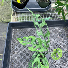 Load image into Gallery viewer, Monstera Obliqua Peru, Exact Plant Ships Nationwide
