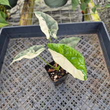 Load image into Gallery viewer, Alocasia simpo albo Exact Plant Ships Nationwide
