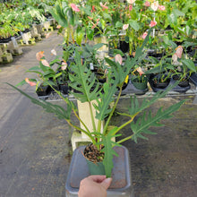 Load image into Gallery viewer, Philodendron Orchid Jungle, Exact Plant Ships Nationwide

