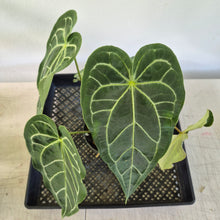 Load image into Gallery viewer, Anthurium Magnificum X Red Crystalinum exact plant, Fedex 2day*
