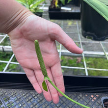 Load image into Gallery viewer, Anthurium Bakeri, Exact Plant
