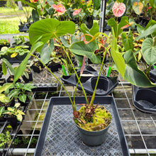 Load image into Gallery viewer, Anthurium Faustomirandae, Faustino'S Giant, Exact Plant Ships Nationwide
