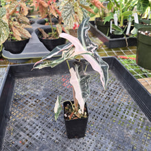 Load image into Gallery viewer, Alocasia nobilis pink Variegated Ships Nationwide
